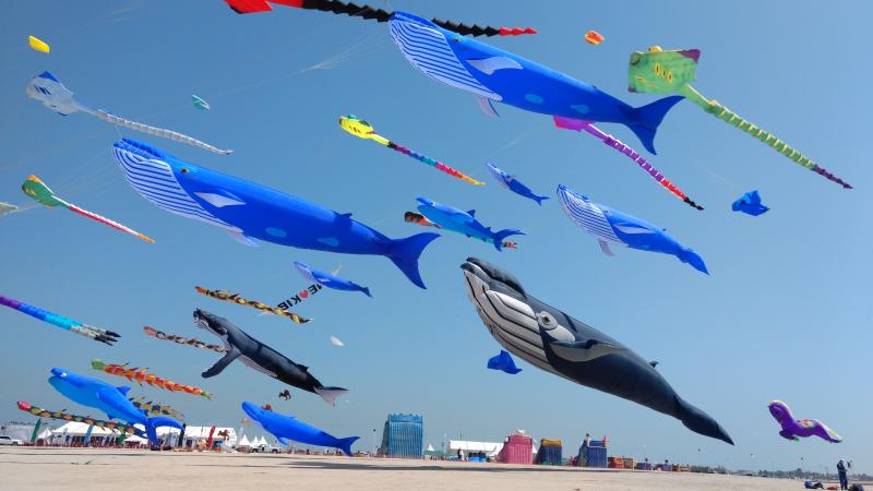 55.3 Whales