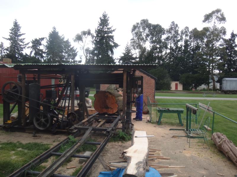 As big as can go through, Nothofagus Fusca