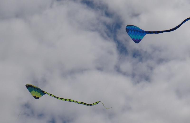 SSSL Ray Kites