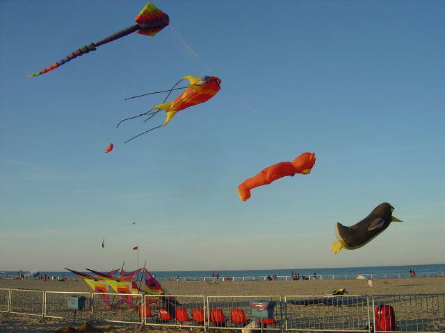 37.2 Ray, Fish, Bear, Penguin, Box, Cervia '05 em
