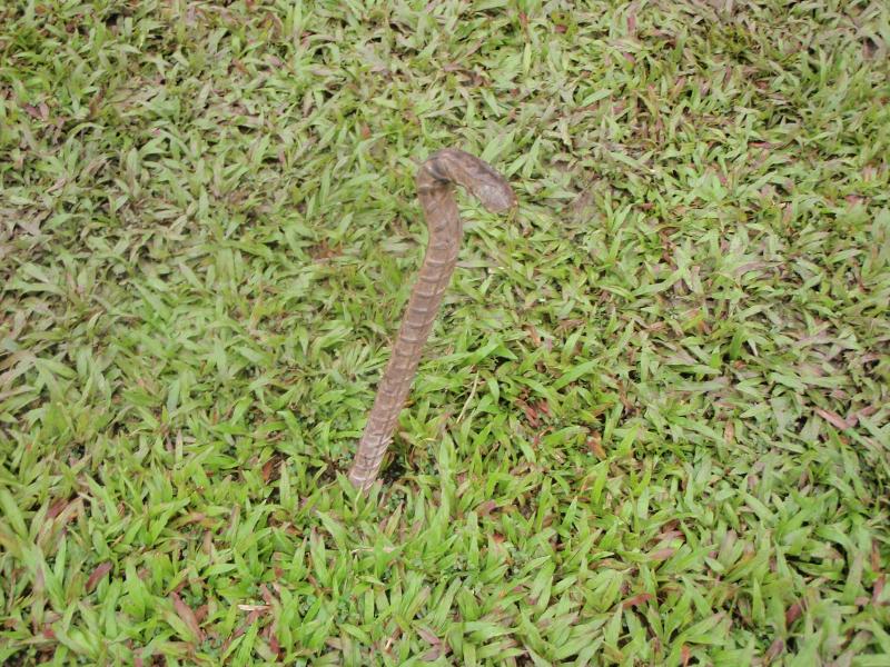 Ugly anchor, Singapore '10