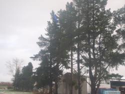 <p>Trees on death row.</p>