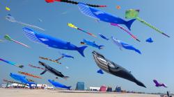 <p>55.3 Whales</p>