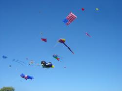 <p>La Salle Park, Buffalo '05, Bear, Penguin, Fish, Ray, US Flag</p>