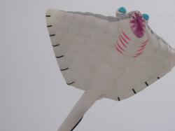 <p>Smooth tail Ray before modifications, St Peter Ording 2010</p>