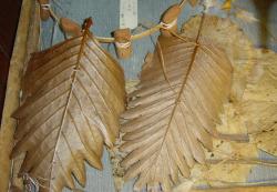 <p>Leaf kites, Indon.,in Tokyo kite museum 03</p>