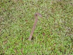 <p>Ugly anchor, Singapore '10</p>