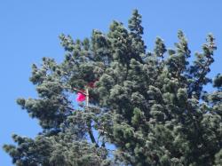 <p>1Skin 77 taken prematurely by a tree</p>