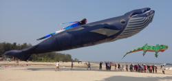 <p>55.1 30 meter Blue Whale in Thailand</p>