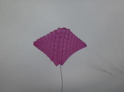 <p>First SS Ray, 2015</p>