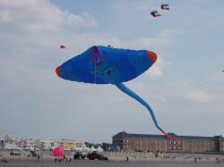 <p>51.1 WLK Berck '11 em</p>