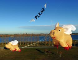 <p>53.2  2 Pigs plknz 01</p>